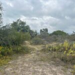 Semarnath activa protocolo de conservación tras reporte de avistamiento de felino silvestre en San Agustín Tlaxiaca