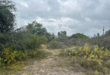 Semarnath activa protocolo de conservación tras reporte de avistamiento de felino silvestre en San Agustín Tlaxiaca
