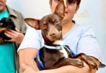 Tula de Allende refuerza el cuidado animal con jornadas de vacunación y esterilización