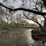 Devolver al río Tula sus árboles, manos a la obra.