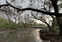 Devolver al río Tula sus árboles, manos a la obra.