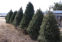 Hidalgo impulsa el reciclaje responsable de árboles de Navidad para proteger el medio ambiente