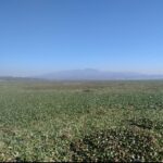 Evalúan hoy avances en el saneamiento de la Presa Endhó: supervisan retiro de lirio y combate al mosco Cúlex