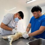 Esterilizar a tus mascotas también es un acto de amor y un compromiso con el bienestar animal.