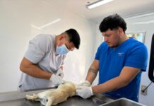 Esterilizar a tus mascotas también es un acto de amor y un compromiso con el bienestar animal.