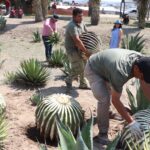 Biznagas aseguradas en San Salvador son trasladadas al Parque Ecológico Cubitos para su conservación