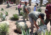 Biznagas aseguradas en San Salvador son trasladadas al Parque Ecológico Cubitos para su conservación