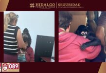 Rescatan a mono araña en Actopan