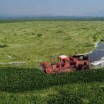 Gobierno estatal continúa con trituración de lirio acuático en la Presa Endhó