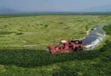 Gobierno estatal continúa con trituración de lirio acuático en la Presa Endhó
