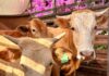 Ya visitaste el Tianguis Ganadero? Apoya el comercio local y descubre los tesoros de Tepetitlán