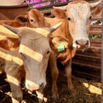 Ya visitaste el Tianguis Ganadero? Apoya el comercio local y descubre los tesoros de Tepetitlán