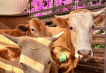 Ya visitaste el Tianguis Ganadero? Apoya el comercio local y descubre los tesoros de Tepetitlán