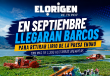 En septiembre llegarán barcos para retirar lirio de la presa Endhó; van más de 1,300 hectáreas atendidas