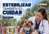 Esterilizar perros y gatos: una decisión que protege a toda la comunidad