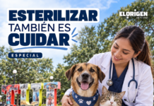 Esterilizar perros y gatos: una decisión que protege a toda la comunidad