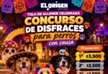 Tula de Allende celebrará concurso de disfraces para perros con causa y premios de hasta 3 mil 500 pesos