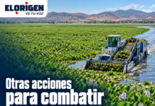 Otras acciones para combatir el lirio de la presa Endhó