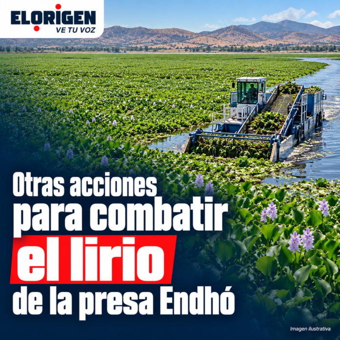 Cosecha mecánica del lirio en Endhó (1)